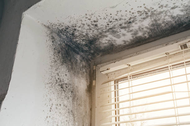 Affordable Attic Mold Remediation solutions in Marlton, NJ